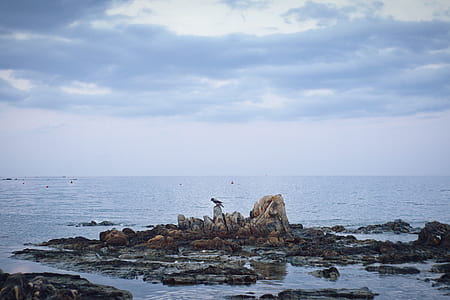 bird on rock formation on body of water thumbnail