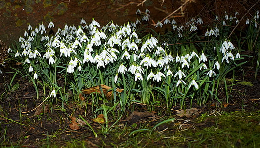 white petaled flowers thumbnail