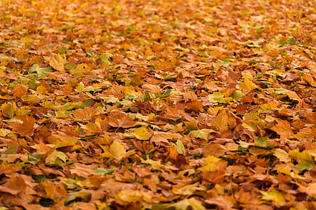 close-up of brown dried leaves thumbnail