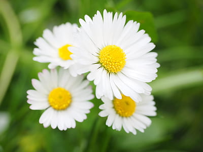 four white daisies thumbnail