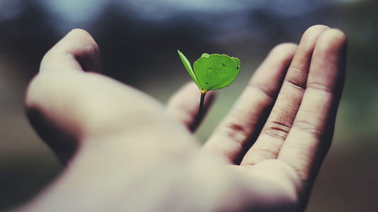 selective focus photo of green leaf plant on human palm thumbnail