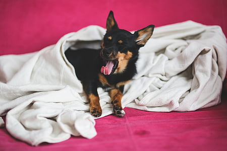 black and tan Chihuahua puppy thumbnail