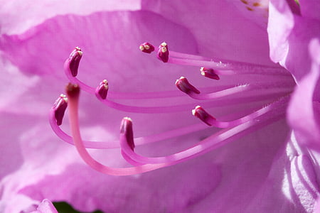 close up photography of pink azalea flower thumbnail