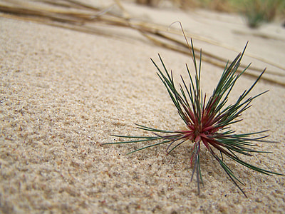 Sand, The Sand Dunes thumbnail