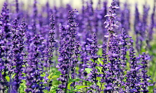 bed of lavander plant thumbnail