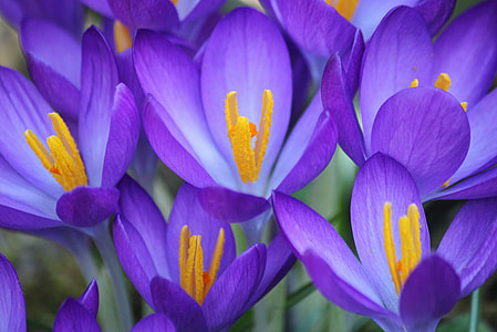 purple flowers thumbnail