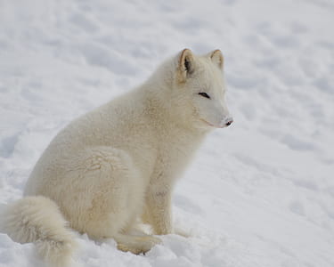 white animal on snow thumbnail