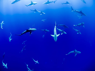 Sharks in the Ocean thumbnail