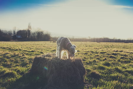 dog standing on hay under golden hour thumbnail