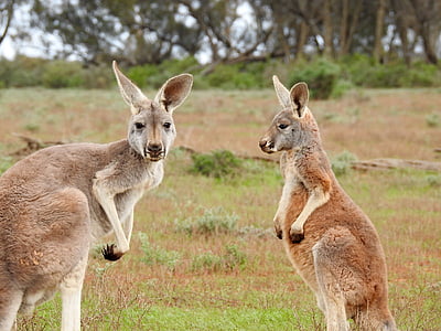 wildlife photography of two kangaroos thumbnail