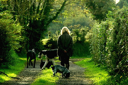 woman walking on road with dogs during daytime thumbnail