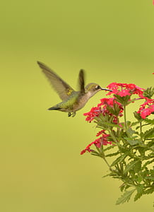 humming bird flying near flower thumbnail