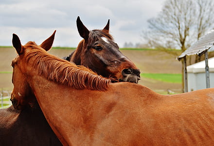 two brown horses thumbnail