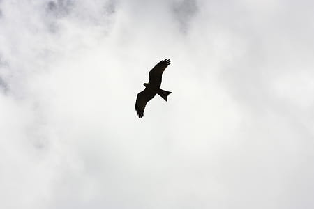 Silhouette of Bird Flying thumbnail