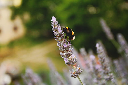 selective focus photography of bumble bee on cluster flower thumbnail