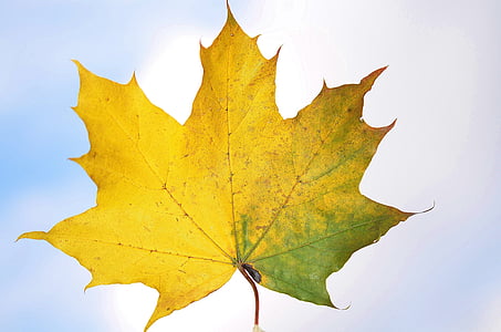 yellow maple leaf thumbnail