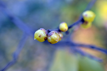 Wintersweet, Chimonanthus Praecox thumbnail