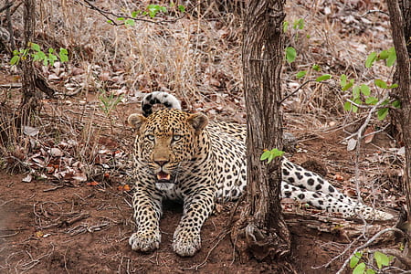 white and brown leopard laying on ground during daytime thumbnail