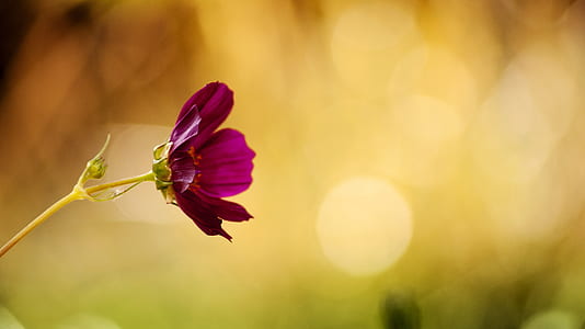 selective focus photography of purple cosmos flower thumbnail