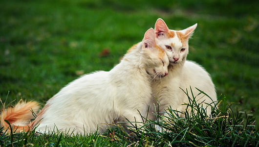 two cat sitting on green grass field thumbnail