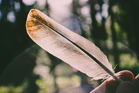 shallow focus photography of white feather thumbnail