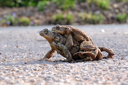selective focus photography of two frogs on gray pavement thumbnail