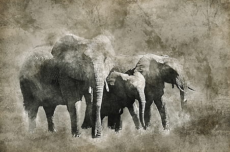 elephants portrait thumbnail