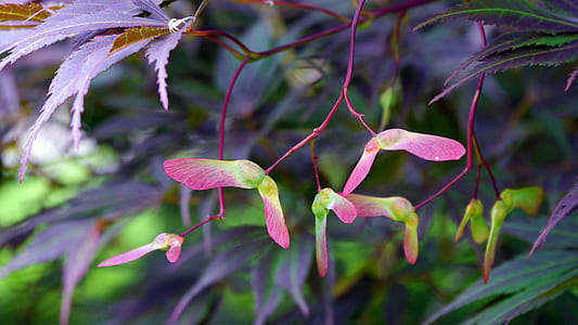 Seed wings of a Japanese red maple tree. thumbnail
