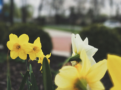 shallow focus of yellow flower thumbnail