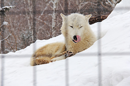 white wolf on white snow thumbnail