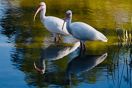 two white ducks thumbnail