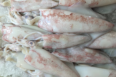 raw squid thumbnail