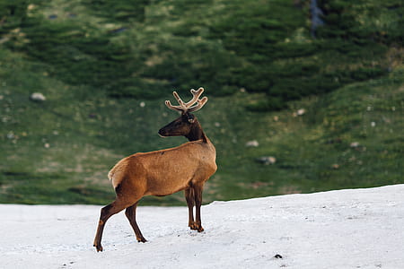 brown and black deer standing on ice field near calm body of water at daytime thumbnail