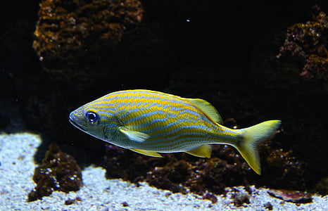 closeup photo of blue and yellow fish thumbnail