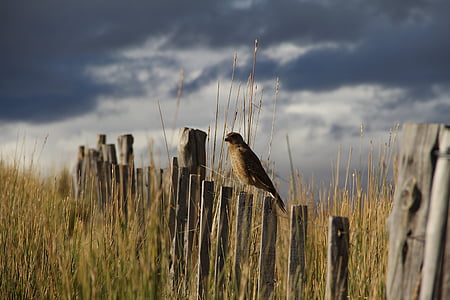 bird perching on fence post at wheat field under gray sky thumbnail