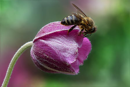 bee on top purple petal flower closeup photography thumbnail