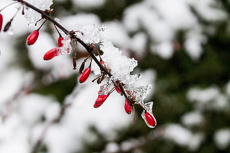 close-up photo of icicles forming on tree branch thumbnail
