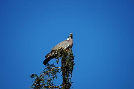 nature, sky, bird, animal thumbnail