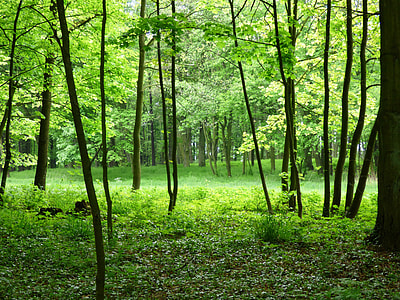 green leaved trees thumbnail