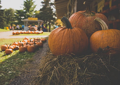 food, people, trees, agriculture thumbnail