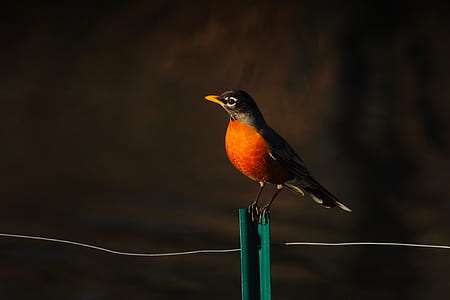 selective focus of brown beaked orange and black bird thumbnail