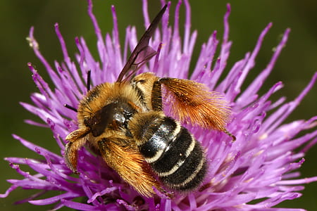 bee on purple flower thumbnail