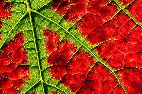 red and green leaf thumbnail