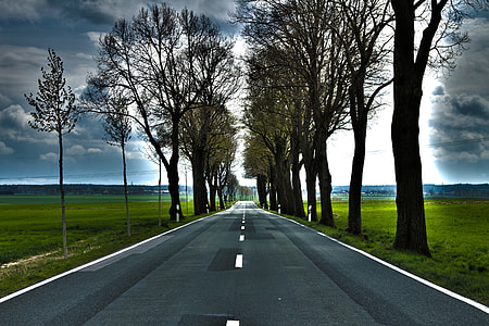 gray concrete road surrounding trees thumbnail