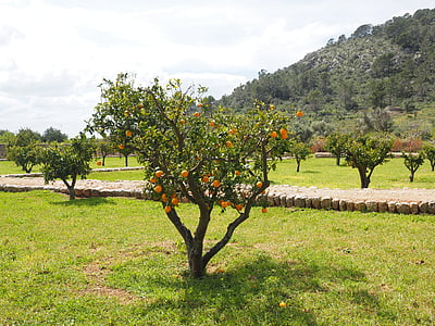 green tree thumbnail