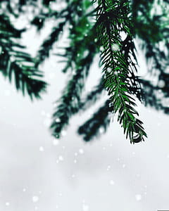 Selective Color Photography of Pine Leaf thumbnail