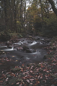 nature, water, forest, creek thumbnail