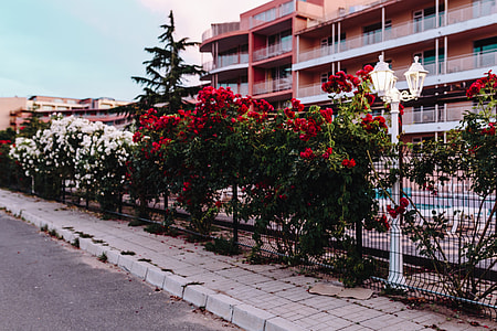 Roses of Bulgaria thumbnail
