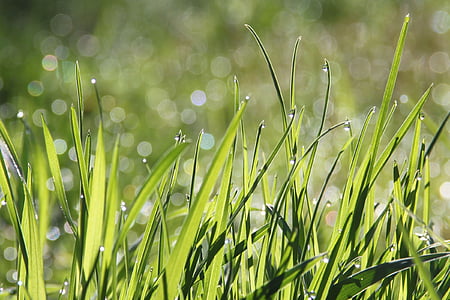 selective focus photography of green grasses with water dew thumbnail