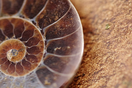 close up photography of brown snail thumbnail